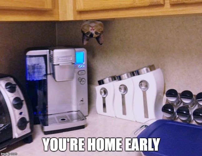 you're home early
 | YOU'RE HOME EARLY | image tagged in you're home early,cat in cupboard | made w/ Imgflip meme maker