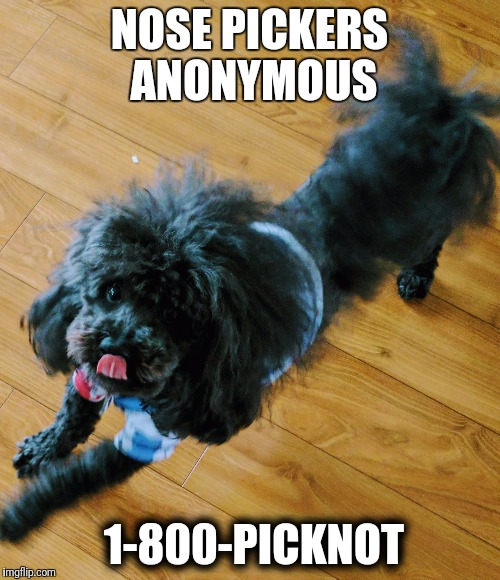 Hershey Kisses Nose Picking | NOSE PICKERS ANONYMOUS; 1-800-PICKNOT | image tagged in funny dogs | made w/ Imgflip meme maker