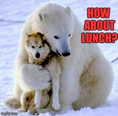 Hungry Polar Bear has a question. | HOW ABOUT LUNCH? | image tagged in memes,polar bears,huskies,animals,lunch,random | made w/ Imgflip meme maker