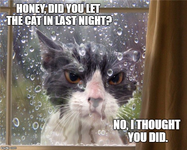 Honey, did you let the cat in last night? | HONEY, DID YOU LET THE CAT IN LAST NIGHT? NO, I THOUGHT YOU DID. | image tagged in angry wet cat,grumpy cat,cats,cute cat | made w/ Imgflip meme maker