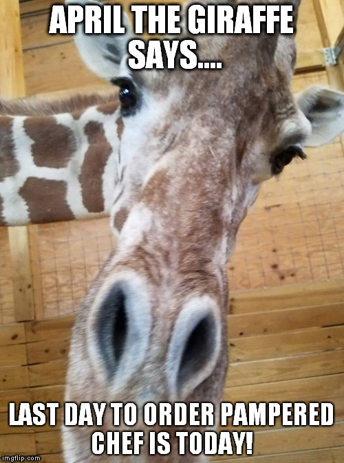 April the Giraffe | APRIL THE GIRAFFE SAYS.... LAST DAY TO ORDER PAMPERED CHEF IS TODAY! | image tagged in pampered chef,funny giraffe | made w/ Imgflip meme maker