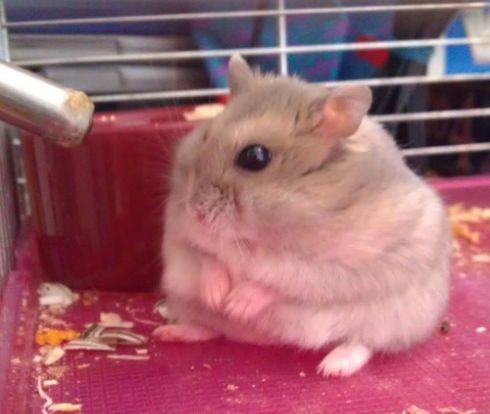 hamsterwinterbody Blank Meme Template