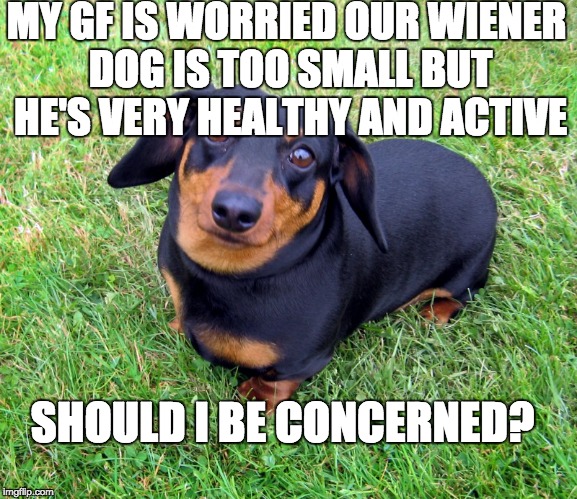 Small wiener problem | MY GF IS WORRIED OUR WIENER DOG IS TOO SMALL BUT HE'S VERY HEALTHY AND ACTIVE; SHOULD I BE CONCERNED? | image tagged in dog,wiener | made w/ Imgflip meme maker
