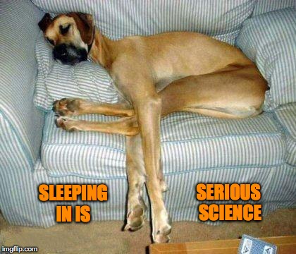 Great Dane Sleeps Better Than I Do! | SERIOUS SCIENCE; SLEEPING IN IS | image tagged in big doggie | made w/ Imgflip meme maker