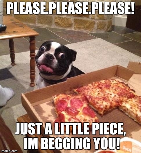 Hungry Pizza Dog | PLEASE.PLEASE.PLEASE! JUST A LITTLE PIECE, IM BEGGING YOU! | image tagged in hungry pizza dog | made w/ Imgflip meme maker