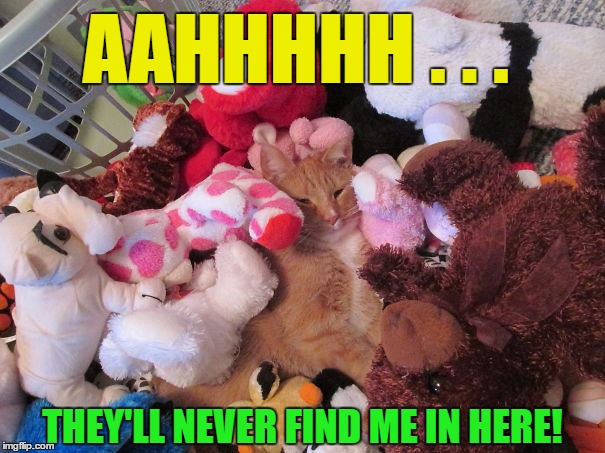They'll Never Find Me | AAHHHHH . . . THEY'LL NEVER FIND ME IN HERE! | image tagged in funny cats,meme,wmp | made w/ Imgflip meme maker
