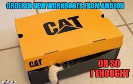 Not What I Ordered | ORDERED NEW WORKBOOTS FROM AMAZON; OR SO I THOUGHT | image tagged in funny animals,funny cats,meme,wmp | made w/ Imgflip meme maker