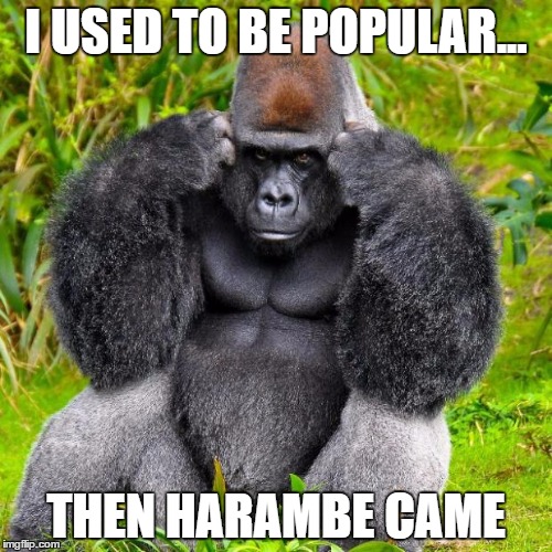 Poor gorilla! | I USED TO BE POPULAR... THEN HARAMBE CAME | image tagged in gorilla headache | made w/ Imgflip meme maker