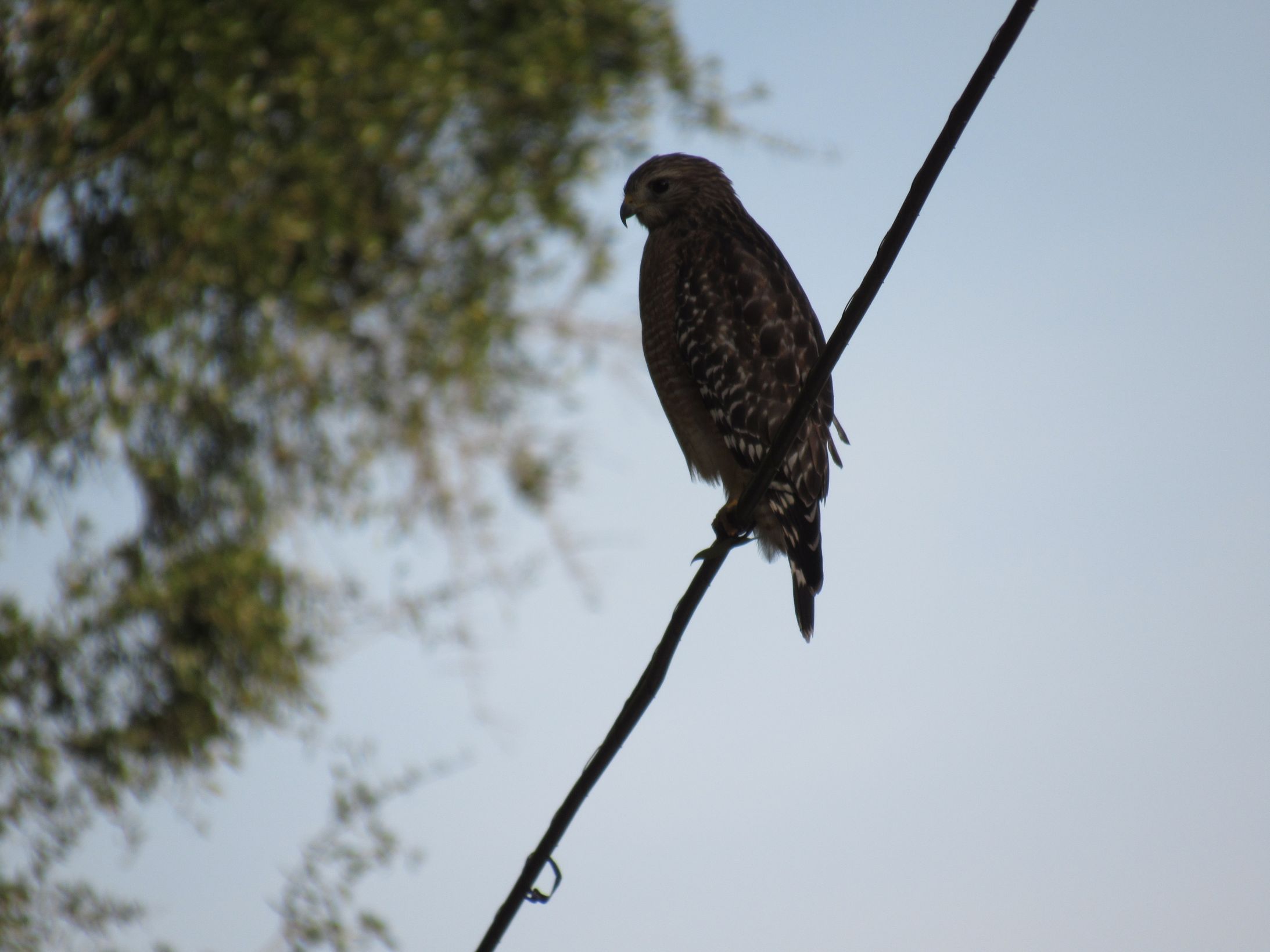 Bird of prey Blank Meme Template