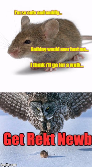 birds be awesome | I'm so cute and cuddly... Nothing would ever hurt me... I think i'll go for a walk... Get Rekt Newb | image tagged in animals,birds,owls,mice,get rekt | made w/ Imgflip meme maker