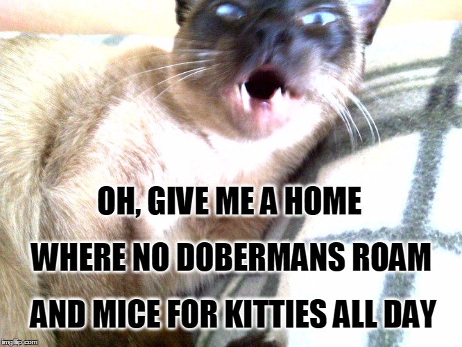 OH, GIVE ME A HOME; WHERE NO DOBERMANS ROAM; AND MICE FOR KITTIES ALL DAY | image tagged in funny cats,singing,that face you make when | made w/ Imgflip meme maker