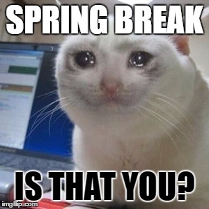 Crying cat | SPRING BREAK; IS THAT YOU? | image tagged in crying cat | made w/ Imgflip meme maker