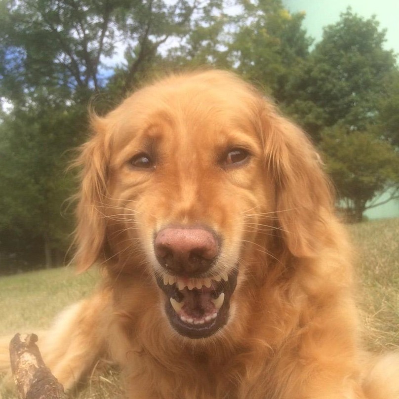 High Quality dog smiling Blank Meme Template