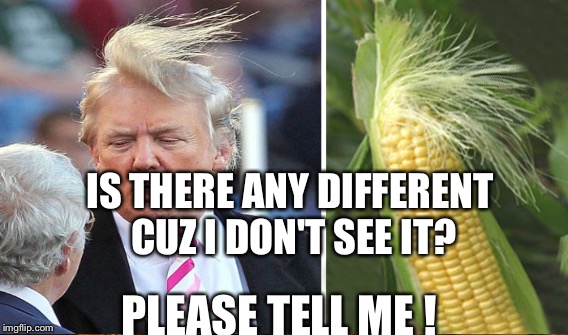 Corn vs Trump | IS THERE ANY DIFFERENT CUZ I DON'T SEE IT? PLEASE TELL ME ! | image tagged in corn,donald trump,hair,not so different | made w/ Imgflip meme maker