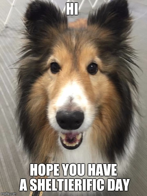 Sheltie Kisses | HI; HOPE YOU HAVE A SHELTIERIFIC DAY | image tagged in sheltie kisses | made w/ Imgflip meme maker