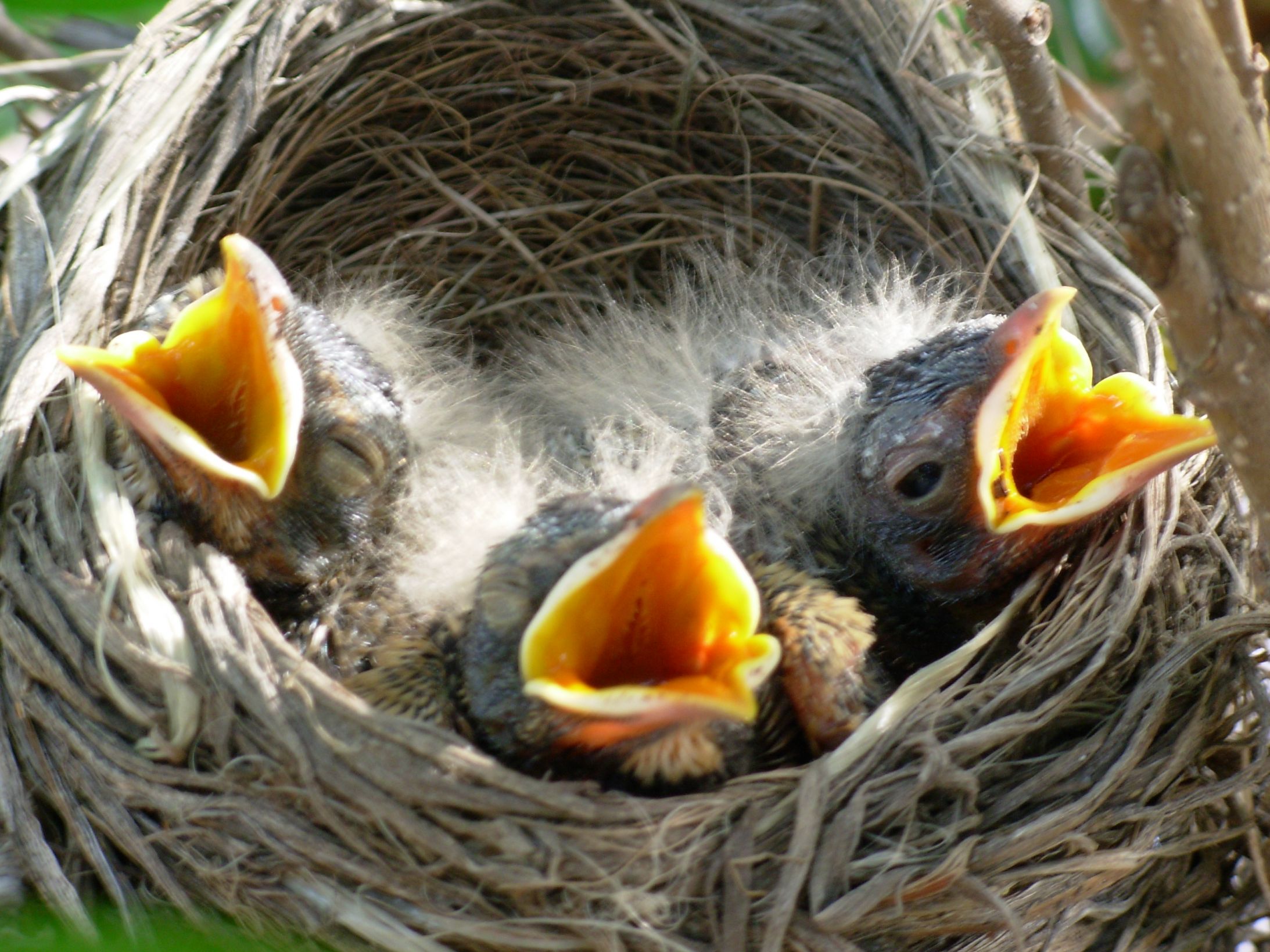 Hungry Birds / Models Blank Meme Template