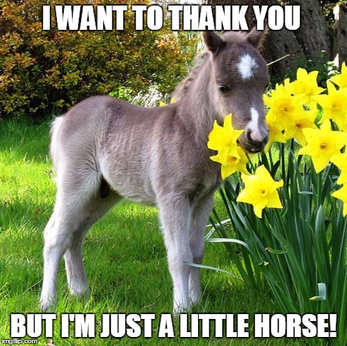 The Little Horse is A Little Hoarse... No Really! | I WANT TO THANK YOU; BUT I'M JUST A LITTLE HORSE! | image tagged in my little pony,vince vance,daffodils,little horse,thank you notes,thank you horse | made w/ Imgflip meme maker