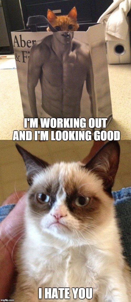 I'M WORKING OUT AND I'M LOOKING GOOD; I HATE YOU | image tagged in memes,grumpy cat,cat model | made w/ Imgflip meme maker
