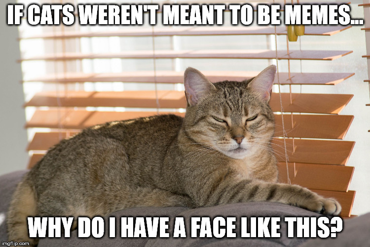 IF CATS WEREN'T MEANT TO BE MEMES... WHY DO I HAVE A FACE LIKE THIS? | image tagged in sour cat | made w/ Imgflip meme maker