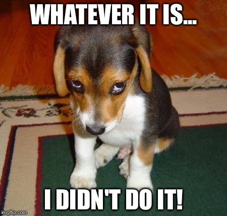 Sad puppy | WHATEVER IT IS... I DIDN'T DO IT! | image tagged in sad puppy | made w/ Imgflip meme maker