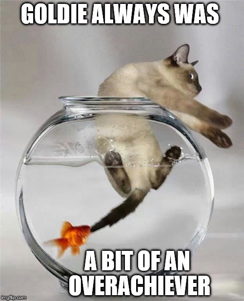 dun dun dun dun dun dun dun dun | GOLDIE ALWAYS WAS; A BIT OF AN OVERACHIEVER | image tagged in memes,cats,goldfish,jaws | made w/ Imgflip meme maker