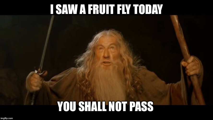 Gandalf - you shall not pass | I SAW A FRUIT FLY TODAY; YOU SHALL NOT PASS | image tagged in gandalf - you shall not pass | made w/ Imgflip meme maker
