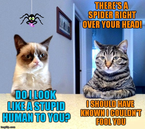 April fools! | THERE'S A SPIDER RIGHT OVER YOUR HEAD! DO I LOOK LIKE A STUPID HUMAN TO YOU? I SHOULD HAVE KNOWN I COULDN'T FOOL YOU | image tagged in april fools day | made w/ Imgflip meme maker