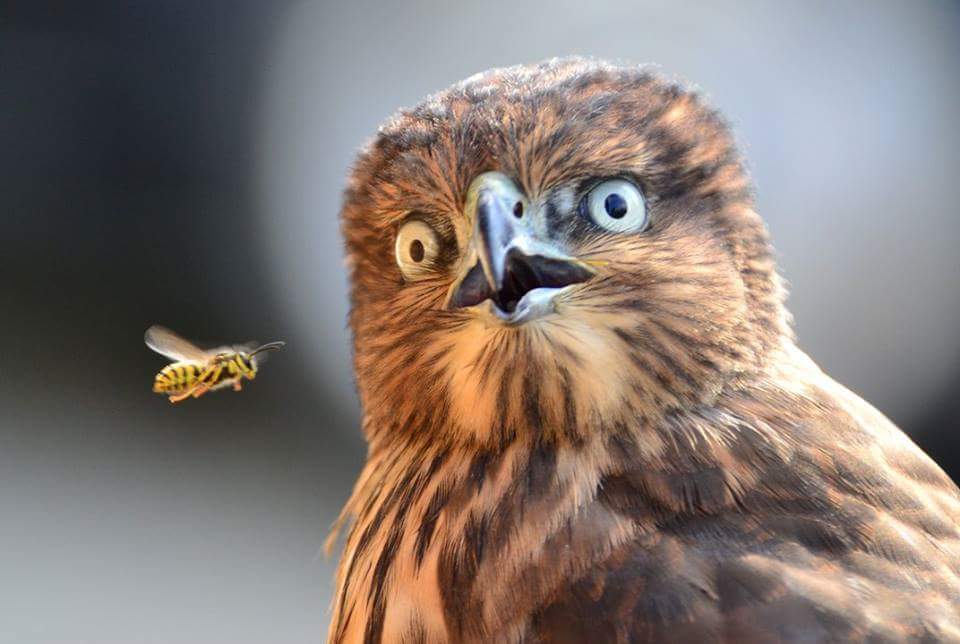 Birds and the bees Blank Meme Template