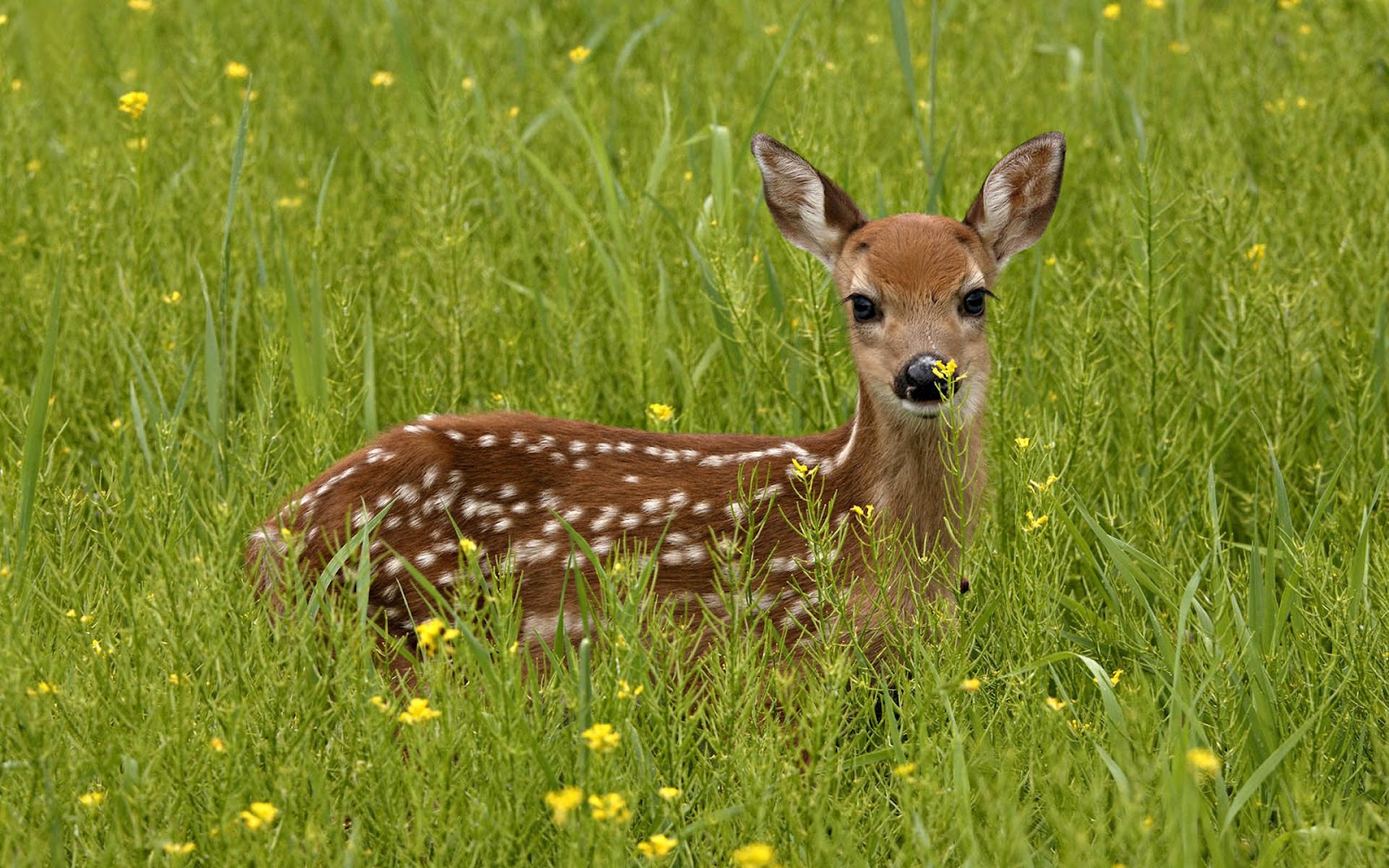 Bambi Blank Meme Template