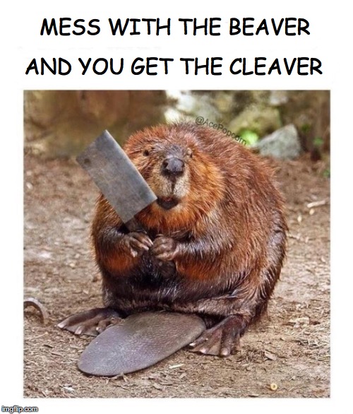 Chopaholic | MESS WITH THE BEAVER; AND YOU GET THE CLEAVER | image tagged in beaver,beware | made w/ Imgflip meme maker