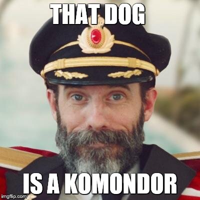 Captain Obvious | THAT DOG IS A KOMONDOR | image tagged in captain obvious | made w/ Imgflip meme maker