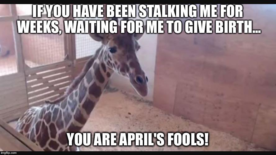 April Giraffe | IF YOU HAVE BEEN STALKING ME FOR WEEKS, WAITING FOR ME TO GIVE BIRTH... YOU ARE APRIL'S FOOLS! | image tagged in april giraffe | made w/ Imgflip meme maker