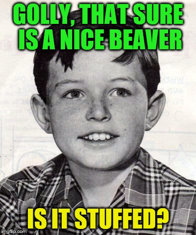 GOLLY, THAT SURE IS A NICE BEAVER IS IT STUFFED? | made w/ Imgflip meme maker