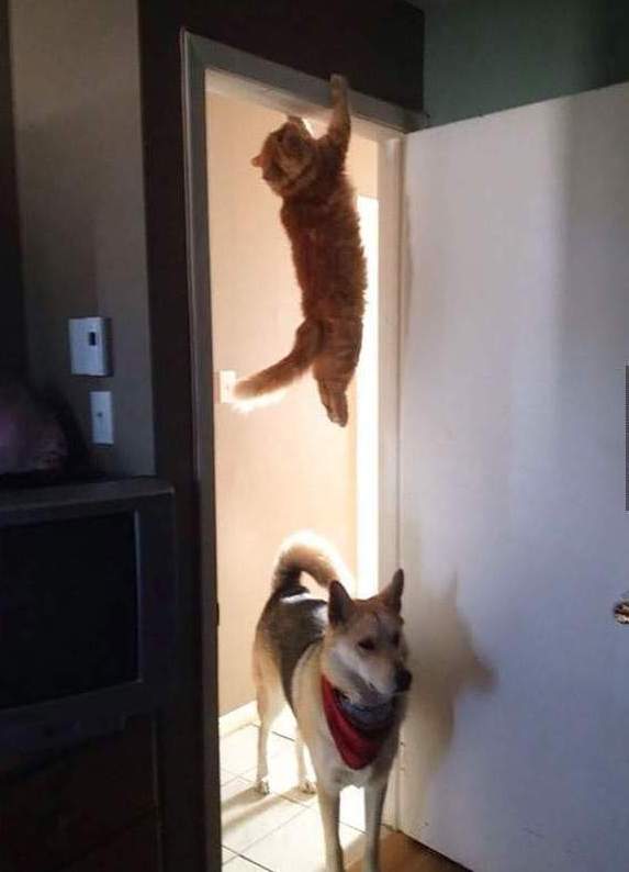 Cat Hanging On Blank Meme Template