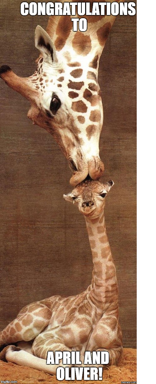 Baby! | CONGRATULATIONS TO; APRIL AND OLIVER! | image tagged in giraffe | made w/ Imgflip meme maker