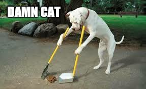    Dang it  | DAMN CAT | image tagged in memes,grumpy cat,dog,funny,funny cat memes,dang it | made w/ Imgflip meme maker