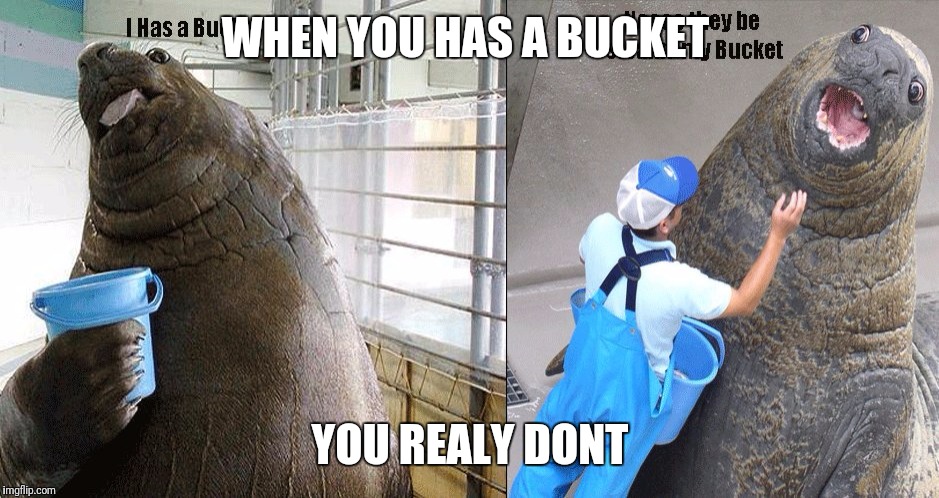 I Has A Bucket | WHEN YOU HAS A BUCKET; YOU REALY DONT | image tagged in i has a bucket | made w/ Imgflip meme maker