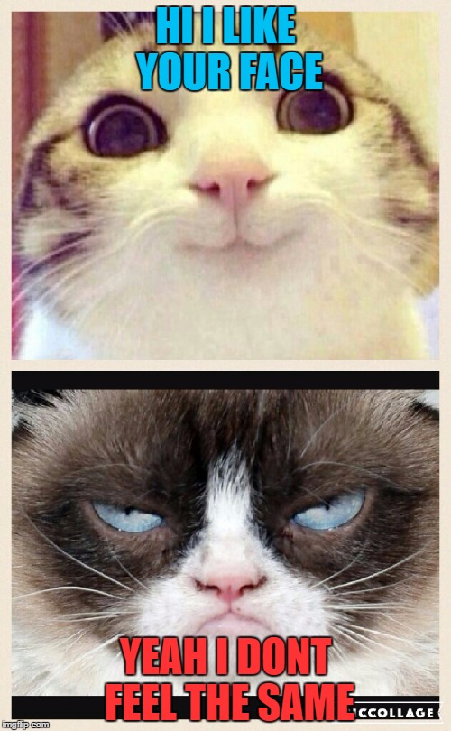 Grumpycat school | HI I LIKE YOUR FACE; YEAH I DONT FEEL THE SAME | image tagged in grumpycat school | made w/ Imgflip meme maker