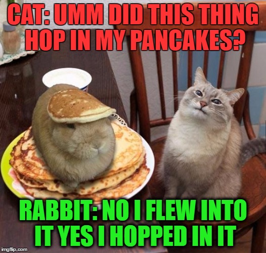 CAT: UMM DID THIS THING HOP IN MY PANCAKES? RABBIT: NO I FLEW INTO IT YES I HOPPED IN IT | image tagged in hare in muh pancakes | made w/ Imgflip meme maker