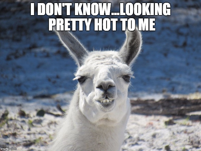 Derp | I DON'T KNOW...LOOKING PRETTY HOT TO ME | image tagged in derp | made w/ Imgflip meme maker