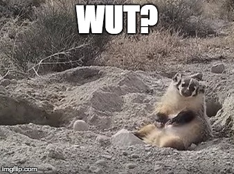 WUT? | image tagged in badger_buried_cow | made w/ Imgflip meme maker