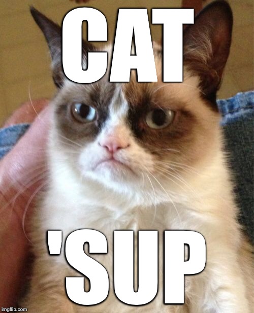 Grumpy Cat Meme | CAT 'SUP | image tagged in memes,grumpy cat | made w/ Imgflip meme maker