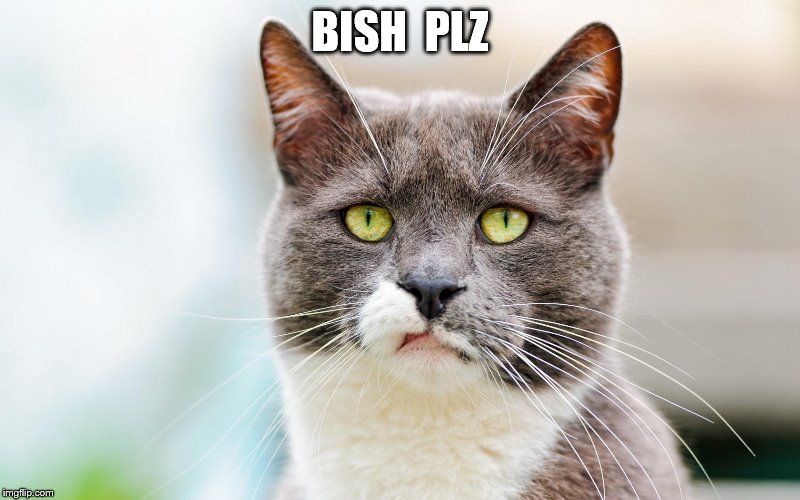 BISH  PLZ | image tagged in burpp | made w/ Imgflip meme maker