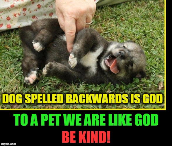 Kindness to a Dog is its Own Reward | DOG SPELLED BACKWARDS IS GOD; TO A PET WE ARE LIKE GOD; BE KIND! | image tagged in vince vance,cute puppy,puppy being massaged by a finger,dog spelled backwards is god,puppy,puppy ecstacy | made w/ Imgflip meme maker