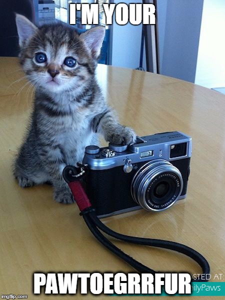 Photograper Kitten | I'M YOUR; PAWTOEGRRFUR | image tagged in photographer,kitten,pawtoegrrfur,kittens,cute,cute animals | made w/ Imgflip meme maker