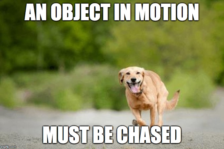 AN OBJECT IN MOTION; MUST BE CHASED | image tagged in AdviceAnimals | made w/ Imgflip meme maker