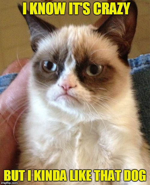 Grumpy Cat Meme | I KNOW IT'S CRAZY BUT I KINDA LIKE THAT DOG | image tagged in memes,grumpy cat | made w/ Imgflip meme maker