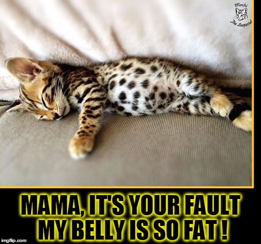 The Case of the Fat Baby Cat | MAMA, IT'S YOUR FAULT MY BELLY IS SO FAT ! | image tagged in vince vance,funny cat memes,kitten sleeping,kittens,cute kittens,cheetah kitten | made w/ Imgflip meme maker