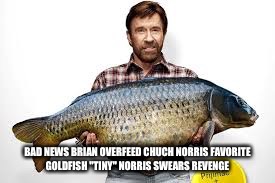 BAD NEWS BRIAN OVERFEED CHUCH NORRIS FAVORITE GOLDFISH "TINY" NORRIS SWEARS REVENGE | made w/ Imgflip meme maker