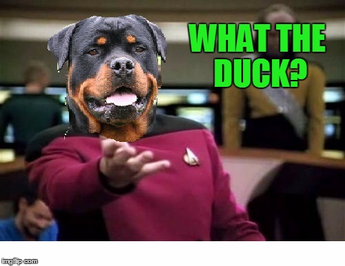 WHAT THE DUCK? | made w/ Imgflip meme maker